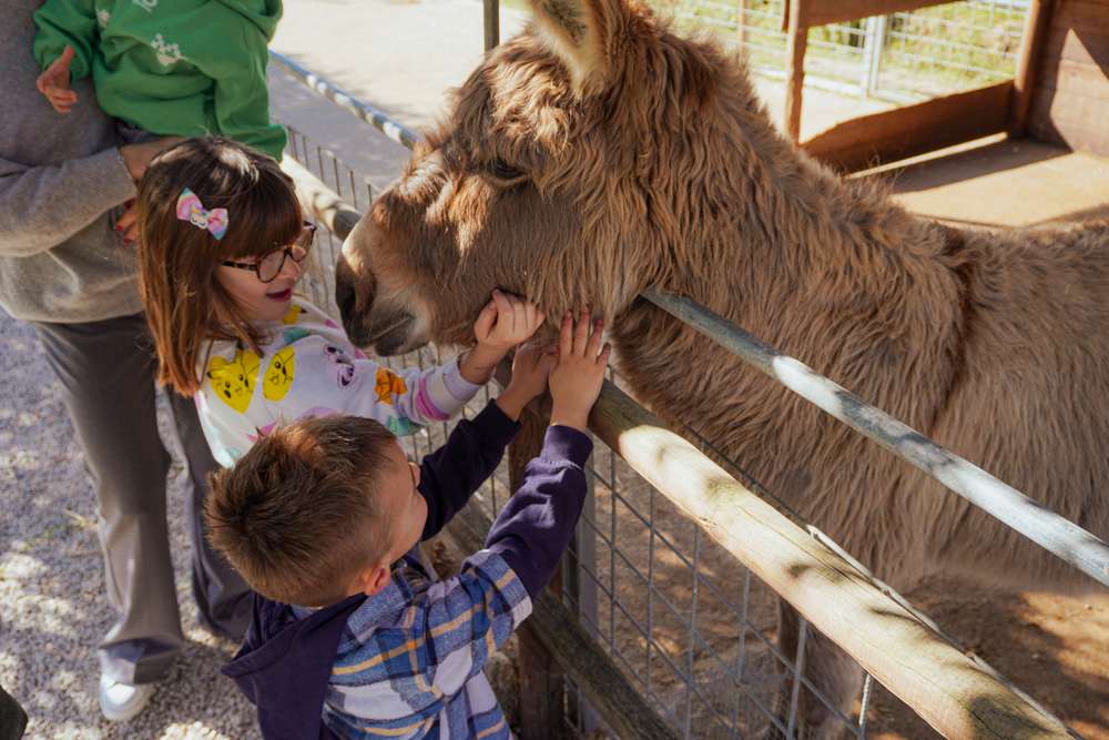 Bambini che accarezzano asinello fattoria didattica