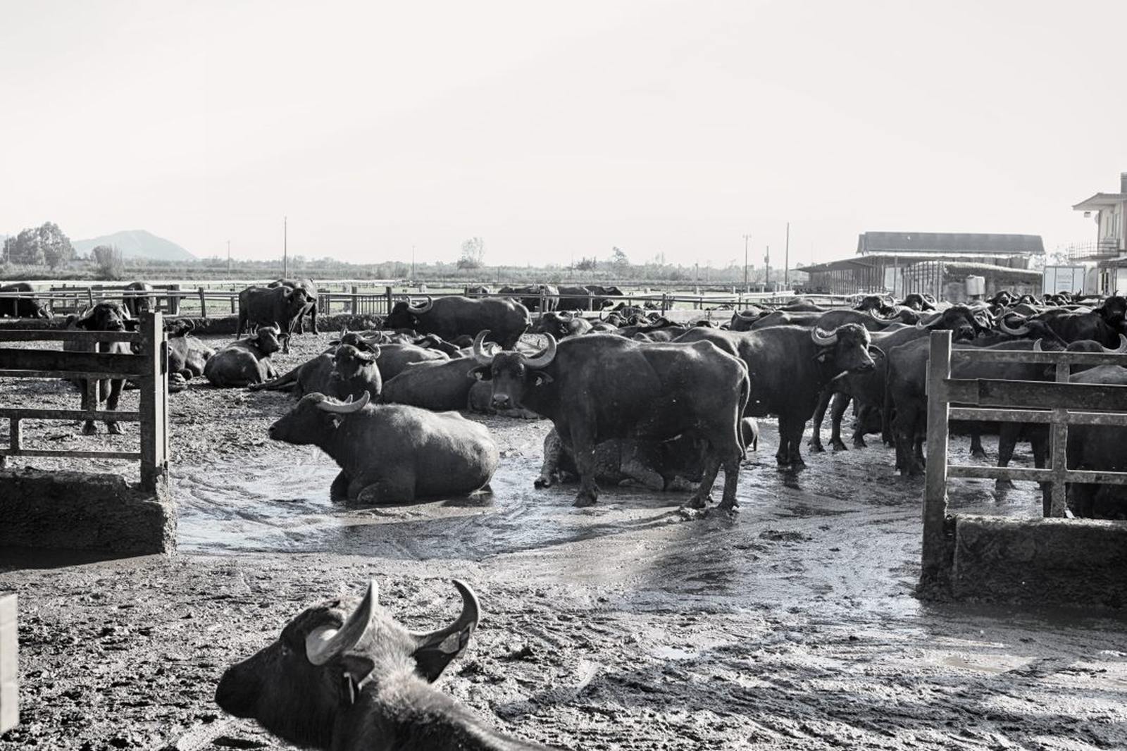 Bufale della Fattoria Santa Lucia