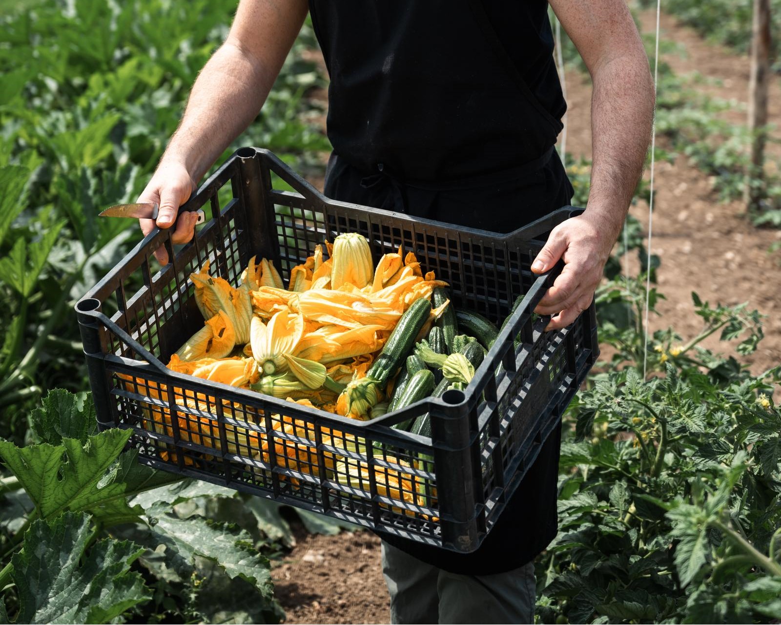 Fattoria Santa Lucia oggi